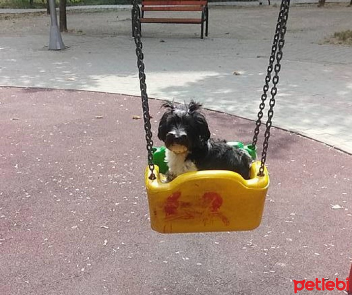 Tibet Terrieri, Köpek  lucy fotoğrafı