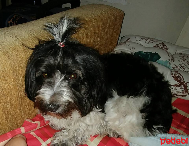 Tibet Terrieri, Köpek  lucy fotoğrafı