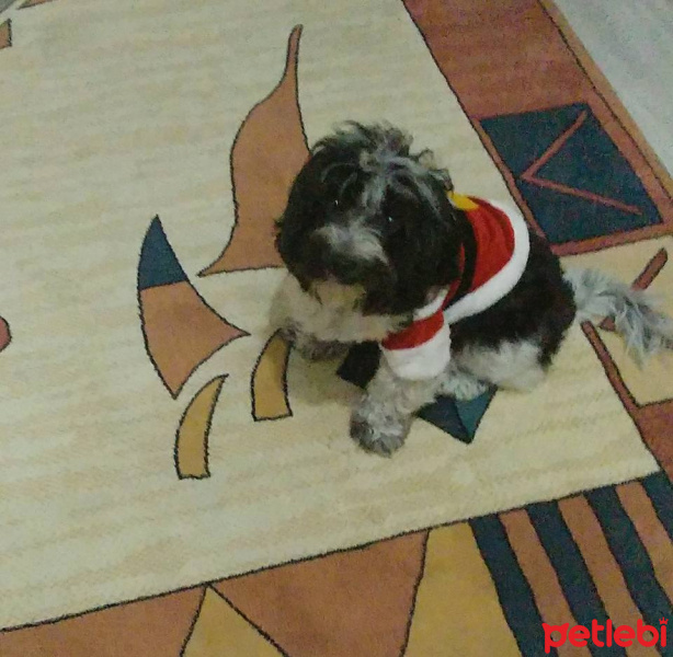 Tibet Terrieri, Köpek  lucy fotoğrafı
