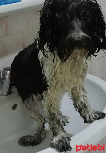 Tibet Terrieri, Köpek  lucy fotoğrafı