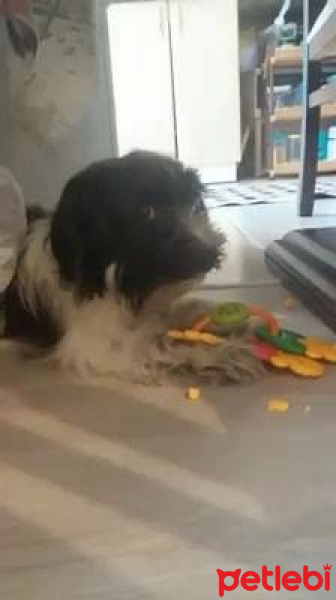 Tibet Terrieri, Köpek  lucy fotoğrafı