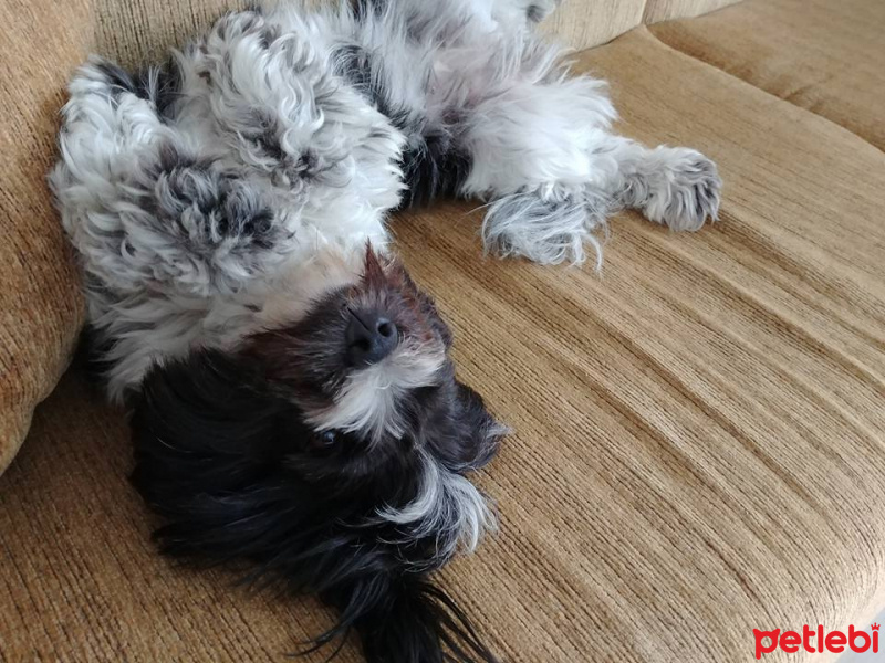 Tibet Terrieri, Köpek  lucy fotoğrafı