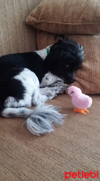 Tibet Terrieri, Köpek  lucy fotoğrafı
