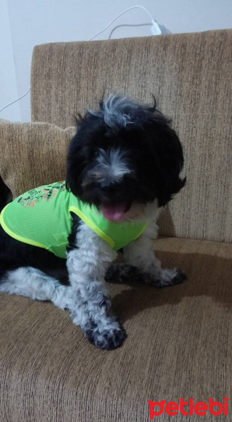 Tibet Terrieri, Köpek  lucy fotoğrafı