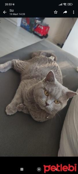 British Shorthair, Kedi  Duman fotoğrafı