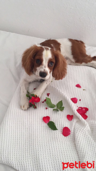 Cavalier King Charles Spanieli, Köpek  Vodka fotoğrafı