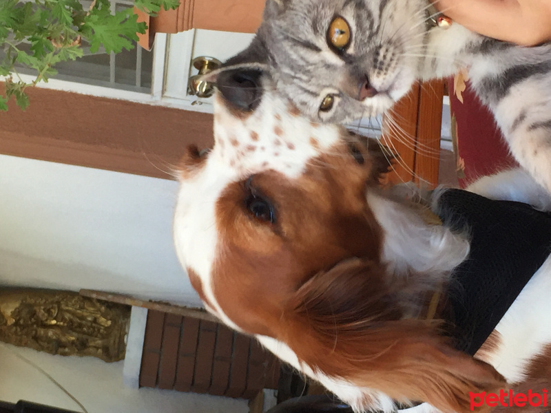Cavalier King Charles Spanieli, Köpek  Vodka fotoğrafı