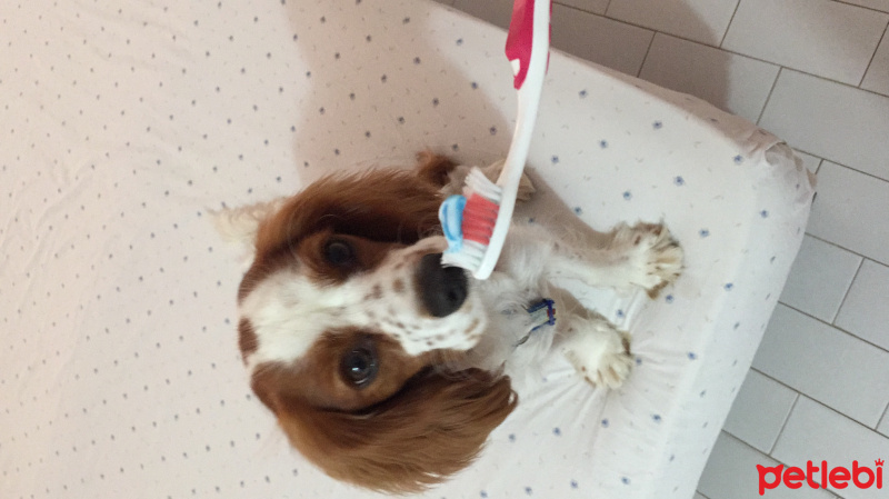 Cavalier King Charles Spanieli, Köpek  Vodka fotoğrafı