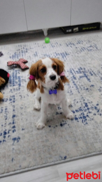 Cavalier King Charles Spanieli, Köpek  Vodka fotoğrafı