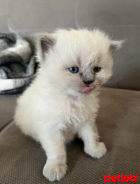 British Longhair, Kedi  Boncuk fotoğrafı