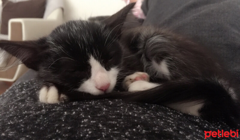 Tuxedo (Smokin) Kedi, Kedi  Gölge fotoğrafı