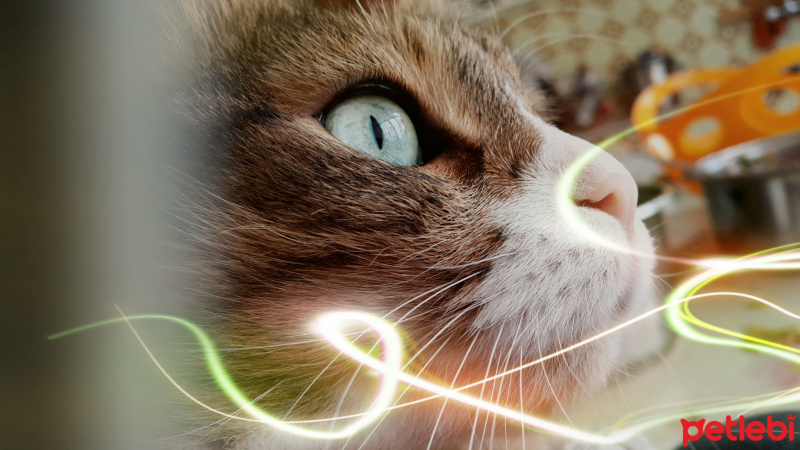Ankara Kedisi, Kedi  Şanslı fotoğrafı