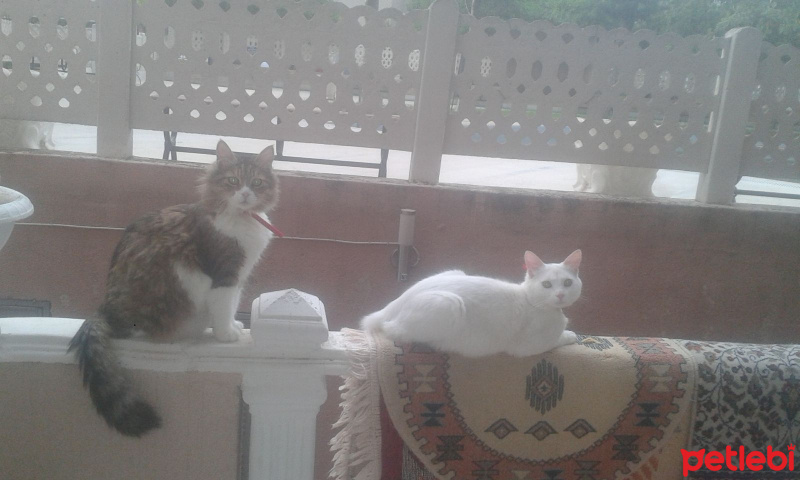 Ankara Kedisi, Kedi  Şanslı fotoğrafı