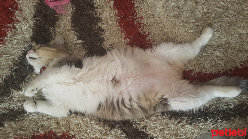 Ankara Kedisi, Kedi  Şanslı fotoğrafı
