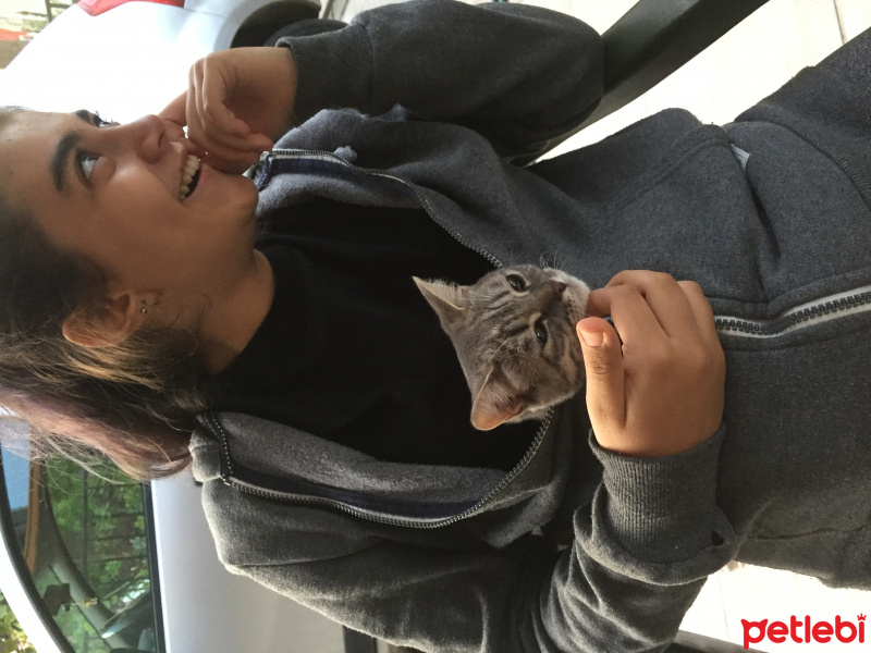 British Shorthair, Kedi  gölge fotoğrafı