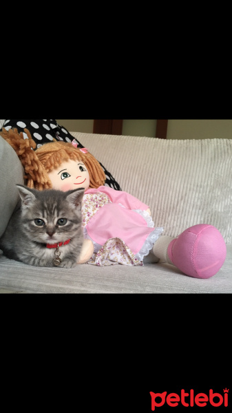British Shorthair, Kedi  gölge fotoğrafı