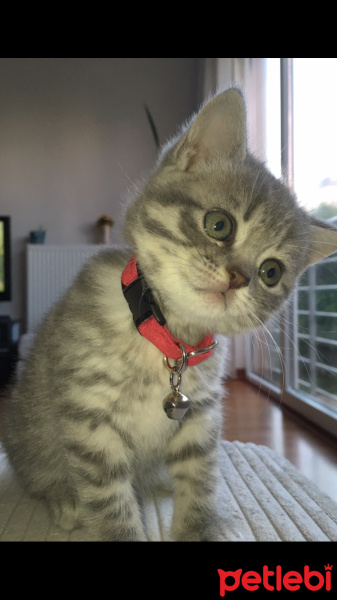 British Shorthair, Kedi  gölge fotoğrafı