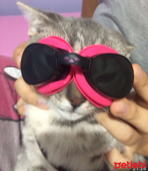British Shorthair, Kedi  gölge fotoğrafı