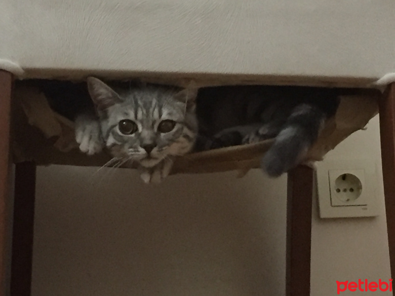 British Shorthair, Kedi  gölge fotoğrafı