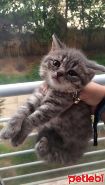 British Shorthair, Kedi  gölge fotoğrafı