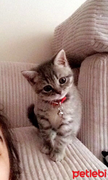 British Shorthair, Kedi  gölge fotoğrafı