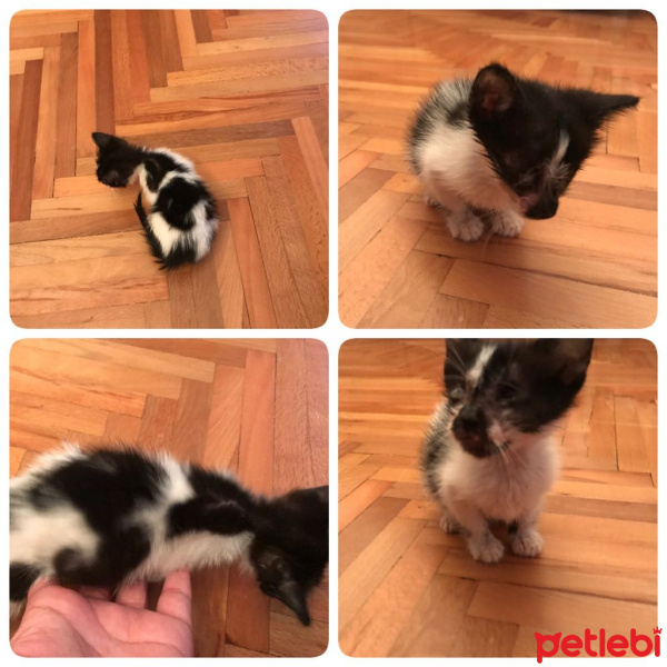 Tekir Kedi, Kedi  minnak fotoğrafı