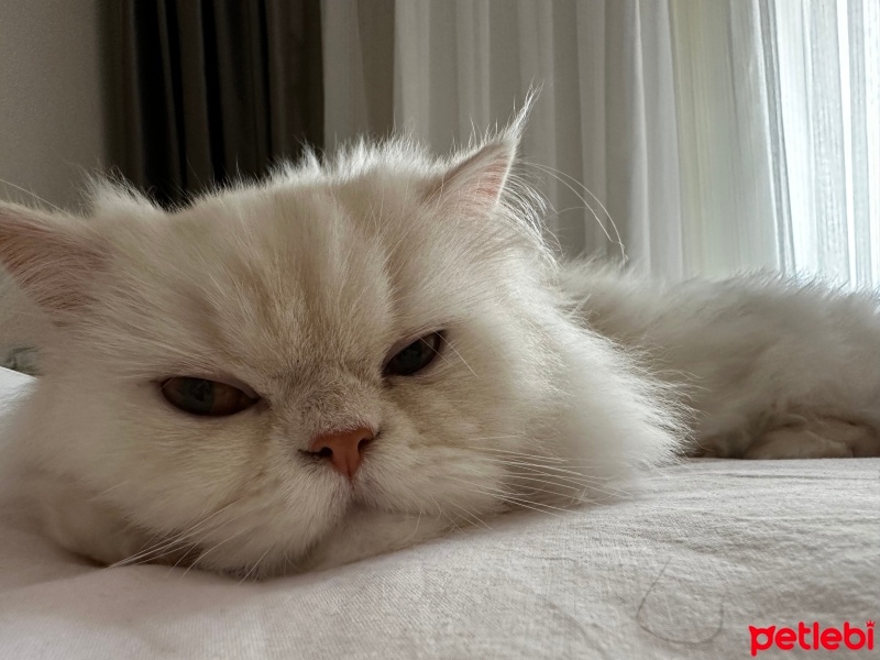 British Longhair, Kedi  Odin fotoğrafı