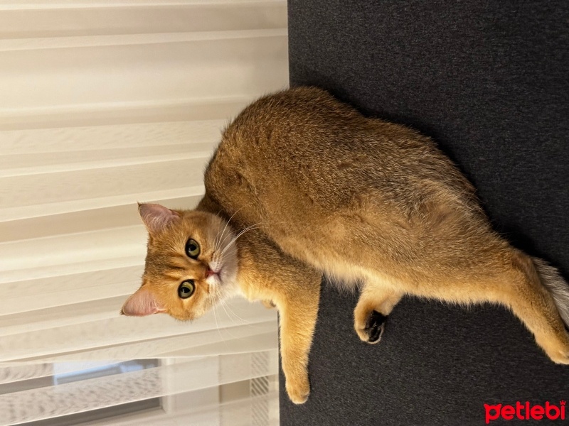 British Shorthair, Kedi  Bal fotoğrafı