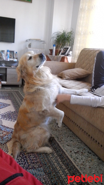 Golden Retriever, Köpek  Ares fotoğrafı