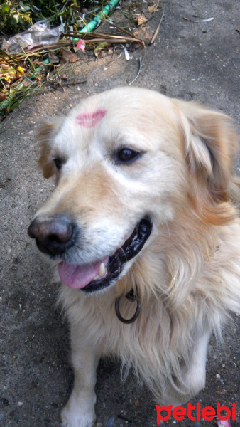 Golden Retriever, Köpek  Ares fotoğrafı