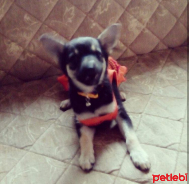 Chihuahua, Köpek  Alice fotoğrafı