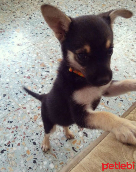 Chihuahua, Köpek  Alice fotoğrafı