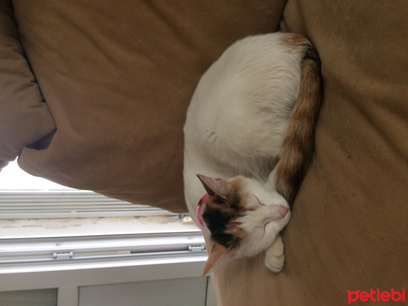 Ankara Kedisi, Kedi  İzmir fotoğrafı