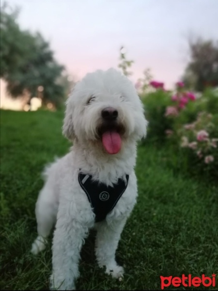 Maltese, Köpek  Bambam fotoğrafı