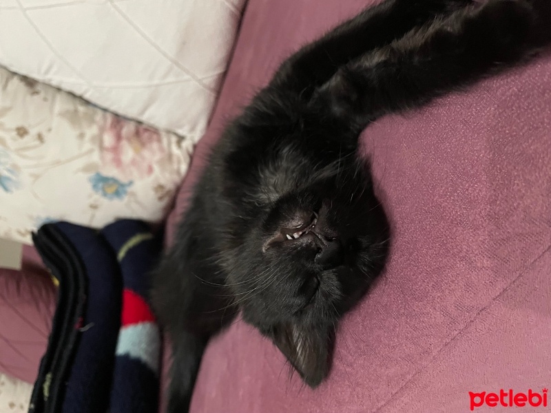 Tekir Kedi, Kedi  Zeytin fotoğrafı