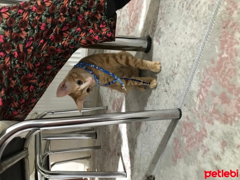 Tekir Kedi, Kedi  Ateş fotoğrafı