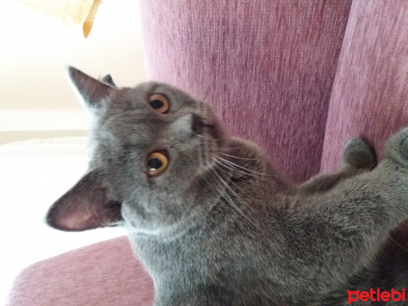 British Shorthair, Kedi  Hadwig fotoğrafı