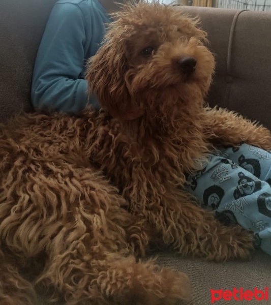 Poodle (Minyatür Kaniş), Köpek  Alex fotoğrafı