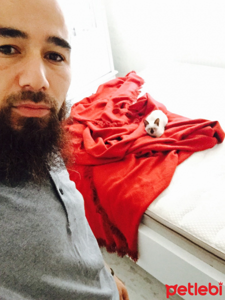 Siyam Kedisi, Kedi  Moniş fotoğrafı