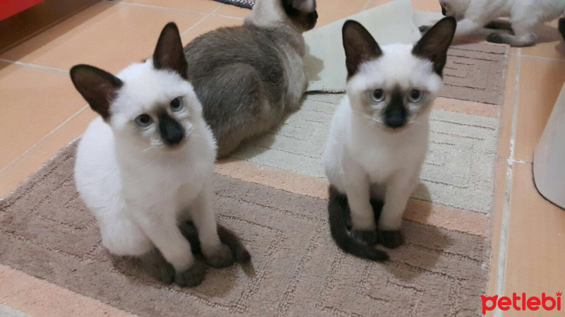 Siyam Kedisi, Kedi  Moniş fotoğrafı