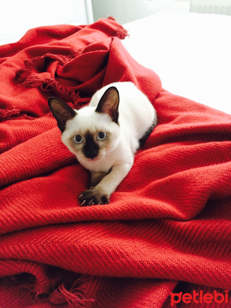 Siyam Kedisi, Kedi  Moniş fotoğrafı