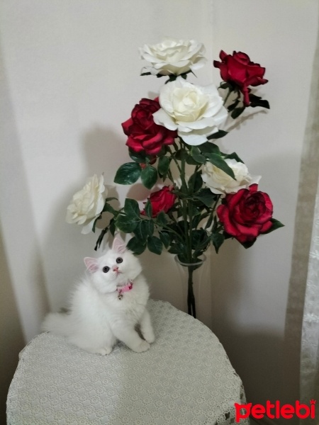 British Shorthair, Kedi  İnci fotoğrafı
