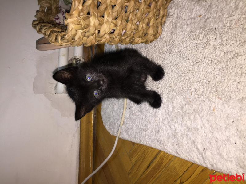 Siyam Kedisi, Kedi  Patik fotoğrafı