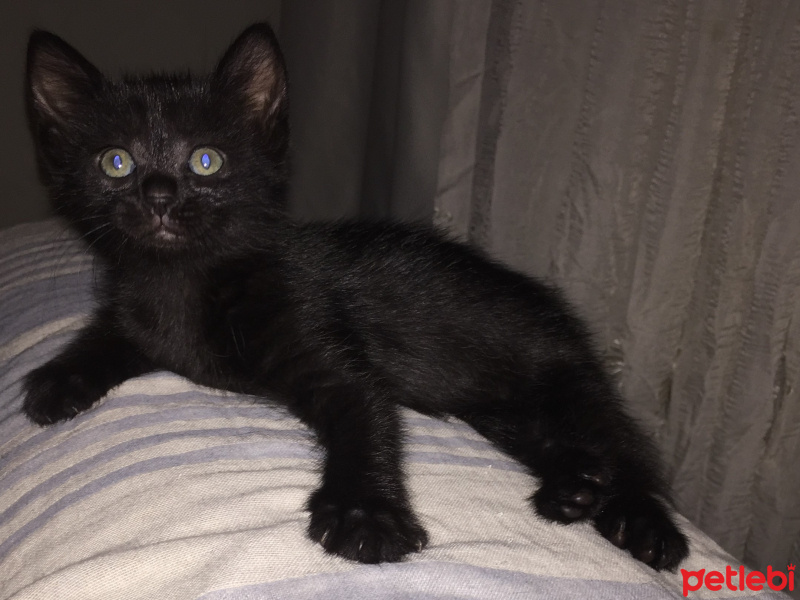 Siyam Kedisi, Kedi  Patik fotoğrafı