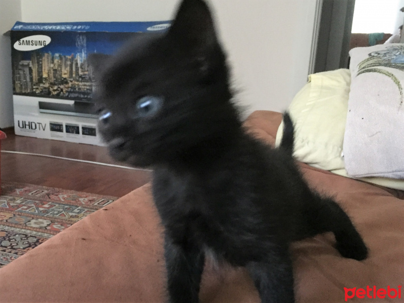 Siyam Kedisi, Kedi  Patik fotoğrafı