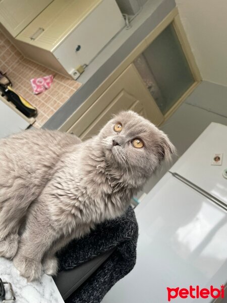 Scottish Fold, Kedi  Mırmır fotoğrafı