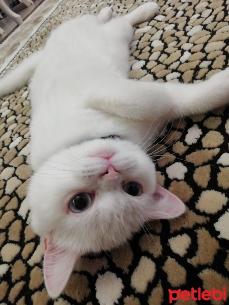 British Shorthair, Kedi  Boncuk fotoğrafı