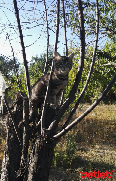 Mojave Spotted (Mojave çöl Kedisi), Kedi  sis fotoğrafı