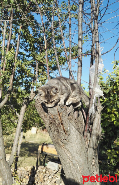 Mojave Spotted (Mojave çöl Kedisi), Kedi  sis fotoğrafı