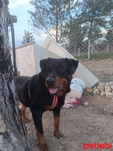 Rottweiler, Köpek  Rot fotoğrafı